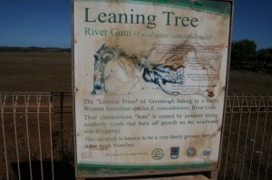 Leaning tree near Grenough