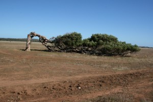 leaning tree