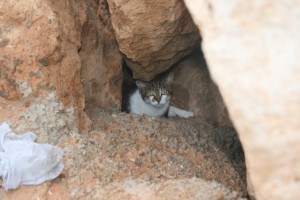 Ferral cat at the fishing spot